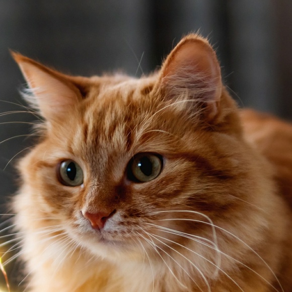 Meet your Posher, Ila - Picture 1 of 1